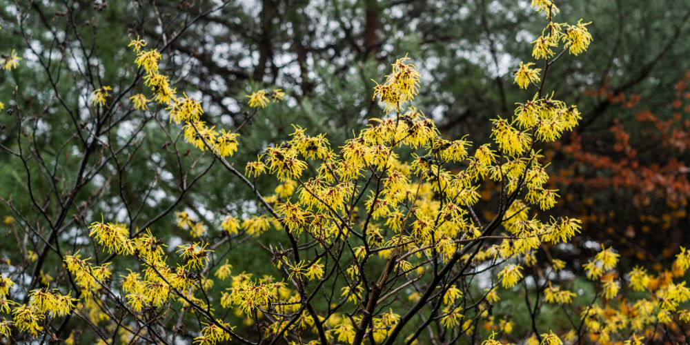 Primex Garden Center Glenside Pennsylvania The Best Shrubs For Four Season Beauty Witch Hazel