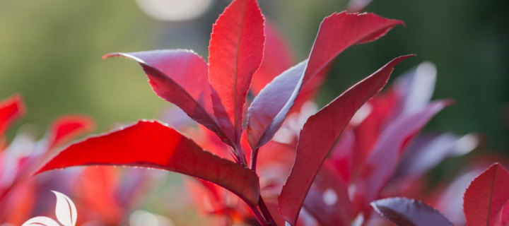 The Best Shrubs for Four-Season Beauty