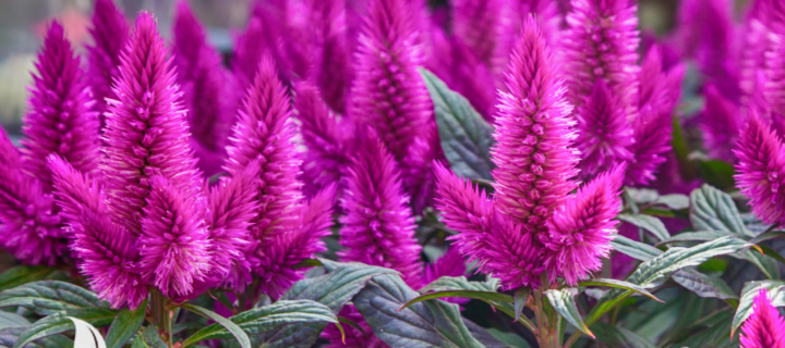 Primex’s Go-To Annuals for 2026