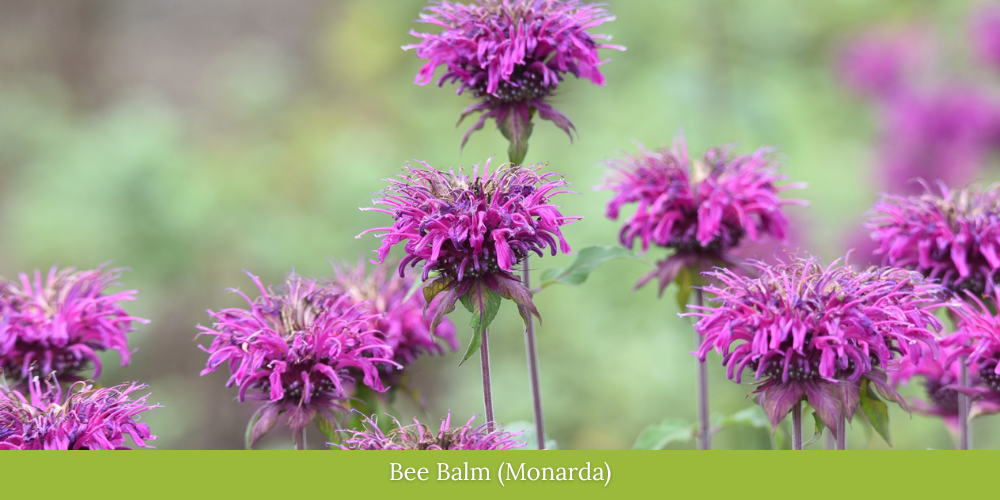 Primex Garden Center Glenside Pennsylvania Celebrating World Bee Day BEE BALM