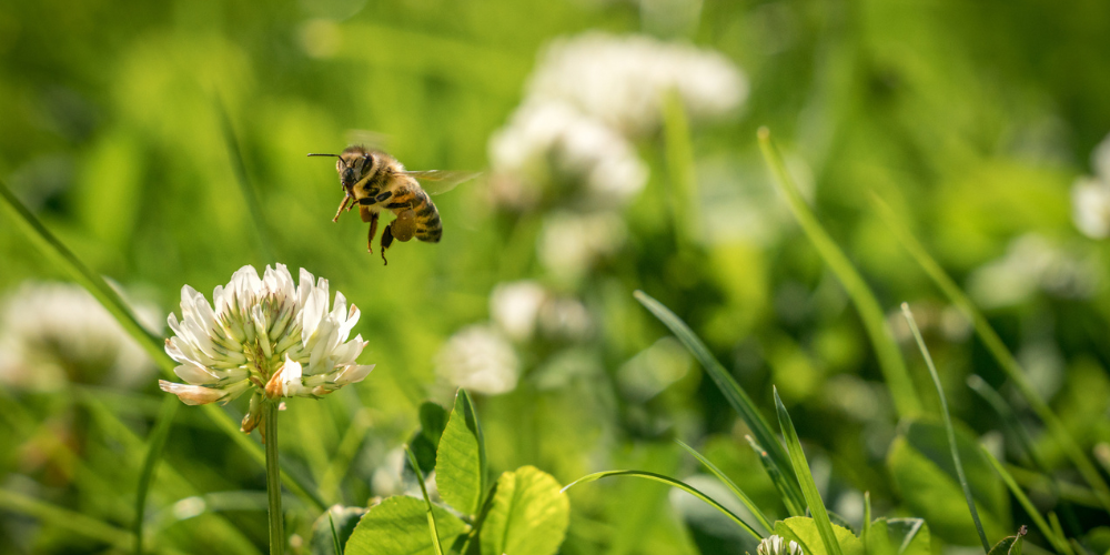 Primex Garden Center Glenside Pennsylvania Celebrating World Bee Day Bee On Clover Grass