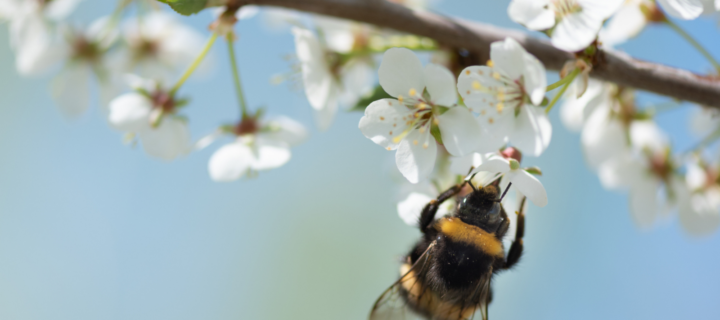 Celebrating World Bee Day