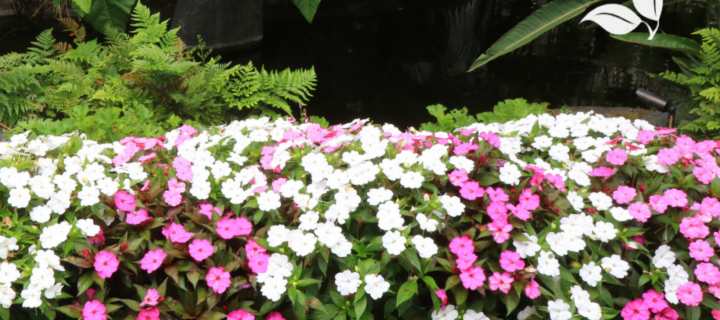 Shade Garden Secrets: Spotlight on Impatiens