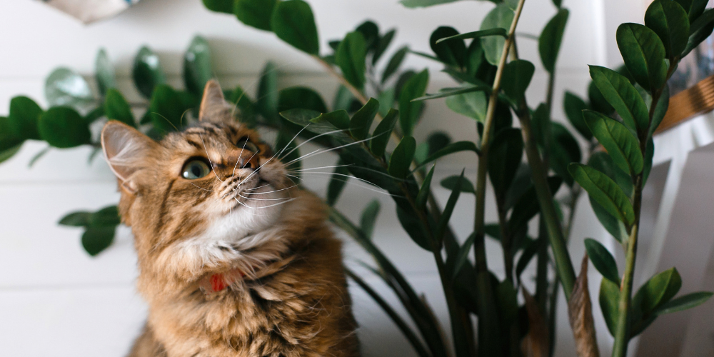 Primex Garden Center Glenside Pennsylvania Houseplant Highlight ZZ Plant Cat And Plant