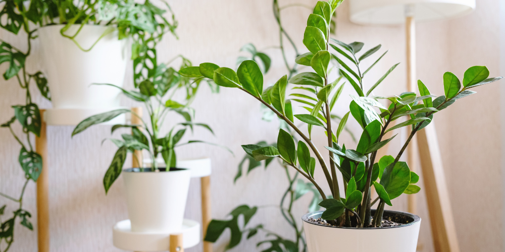 Primex Garden Center Glenside Pennsylvania Houseplant Highlight ZZ Plant Plant In Pot