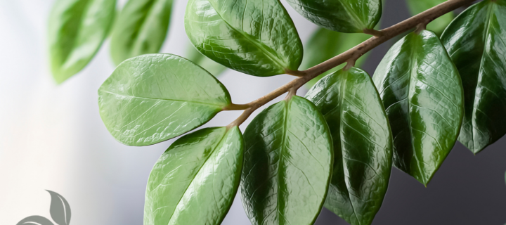 Houseplant Highlight: Introducing the ZZ Plant