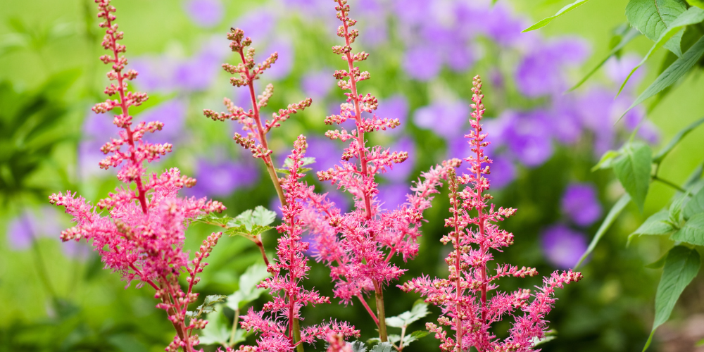 Primex Garden Center Glenside Pennsylvania Astilbe Shade Plant