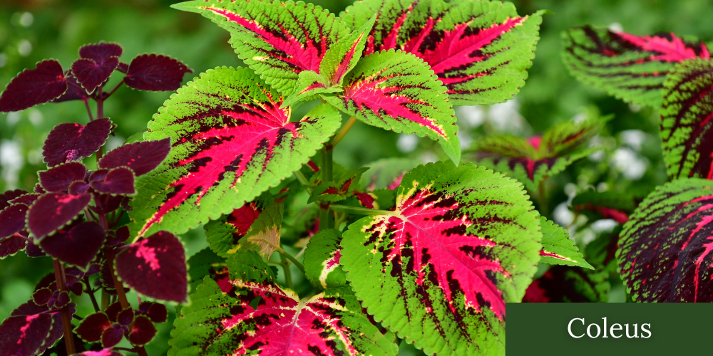 Primex Garden Center Glenside Pennsylvania Coleus Shade Plant