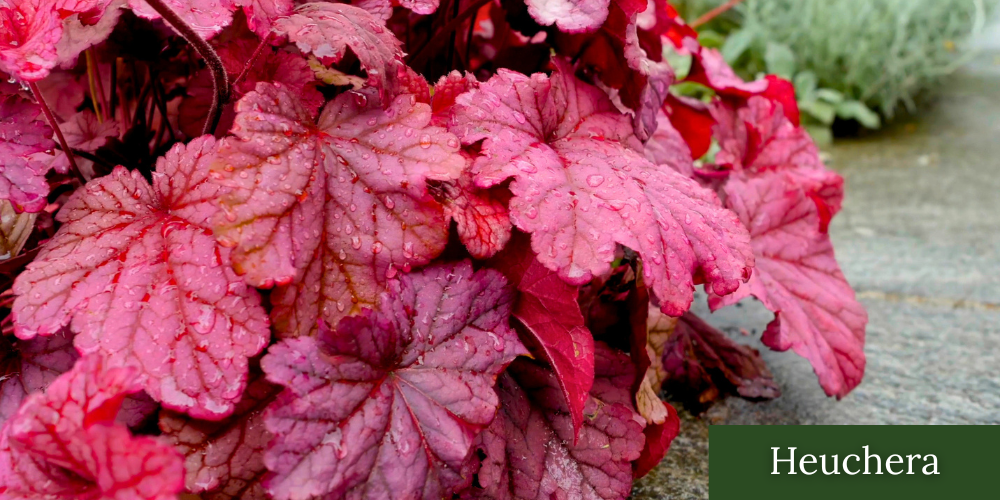 Primex Garden Center Glenside Pennsylvania Heuchera Shade Plant
