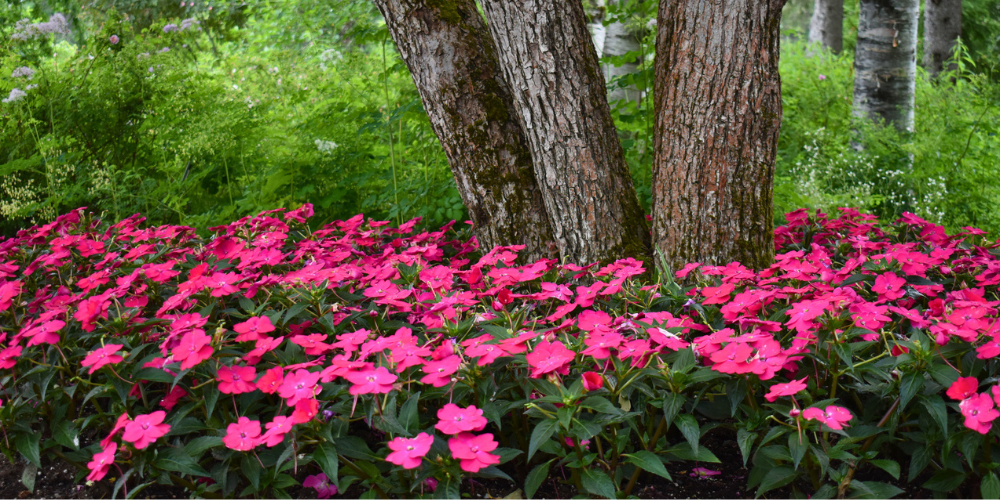 Primex Garden Center Glenside Pennsylvania Impatiens Under Tree