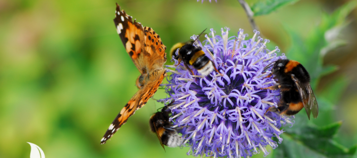 Pollinator Week: Simple Ways to Support Bees and Butterflies