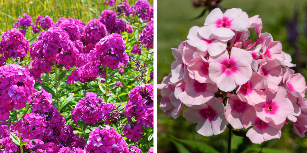 Primex Garden Center Glenside Pennsylvania Top Perennial Picks Phlox Paniculata