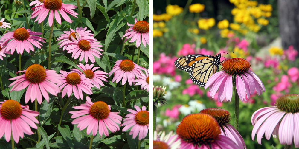 Primex Garden Center Glenside Pennsylvania Top Perennial Picks Coneflower