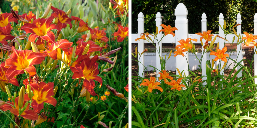 Primex Garden Center Glenside Pennsylvania Top Perennial Picks Daylilies