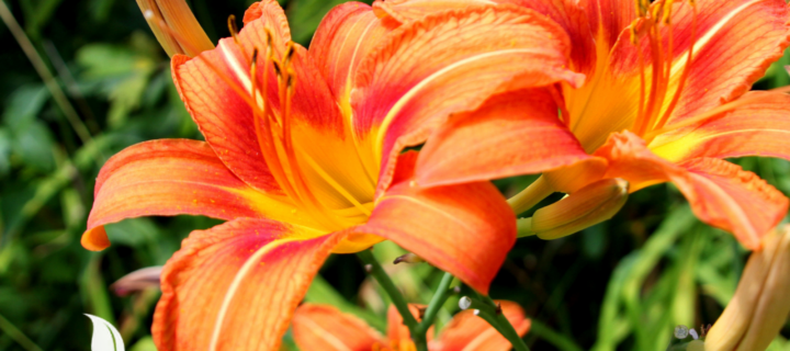 Plant it Once, Enjoy it for Years: Primex’s Top Perennial Picks