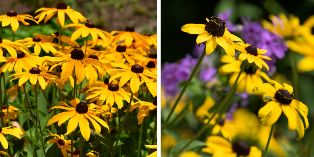 Primex Garden Center Glenside Pennsylvania Top Perennial Picks Rudbeckia