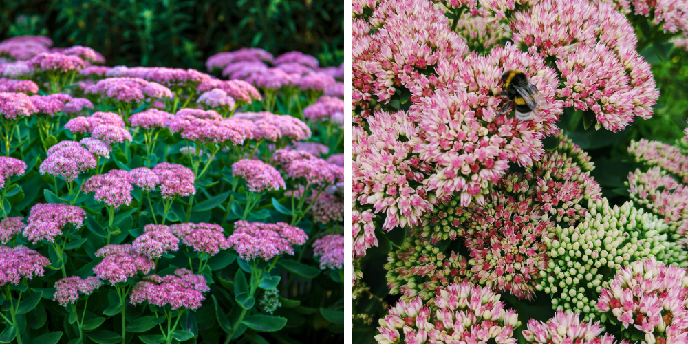 Primex Garden Center Glenside Pennsylvania Top Perennial Picks Sedum