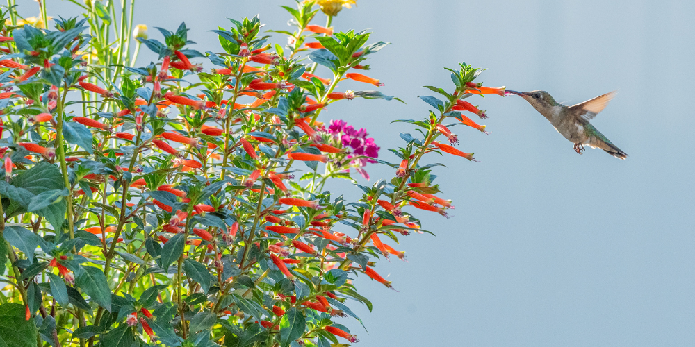 Primex Garden Center Glenside Pennsylvania Supporting Pollinators Hummingbird Pollinating