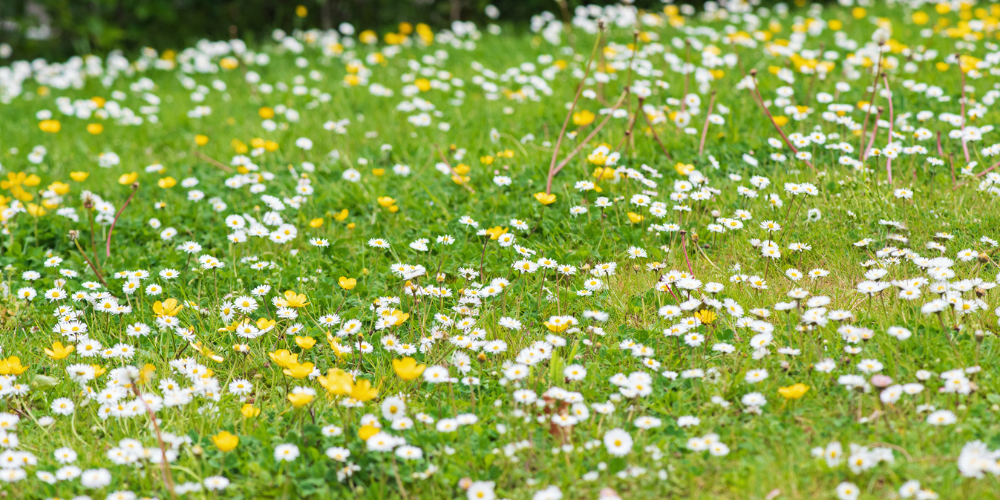 Primex Garden Center Glenside Pennsylvania Supporting Pollinators Wildflower Lawn