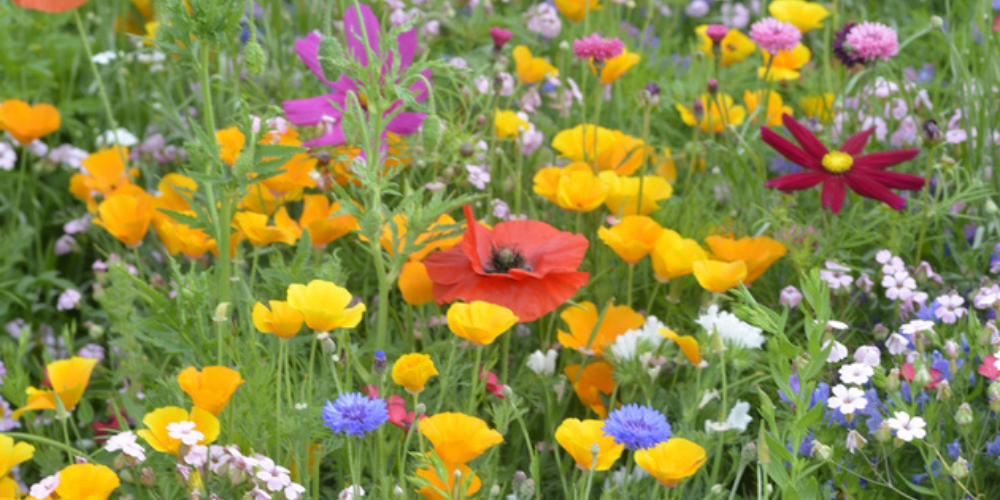 Primex Garden Center Glenside Pennsylvania Supporting Pollinators Wildflower Patch