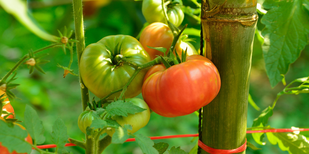 Primex Garden Center Glenside Pennsylvania Keeping Plants Alive In A July Heat Stretch Tomato Plant