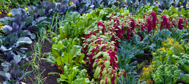 Late-Summer Planting for an Abundant Fall Harvest