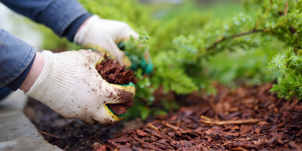 Primex Garden Center Glenside Pennsylvania Your July Garden To Do List Adding Mulch