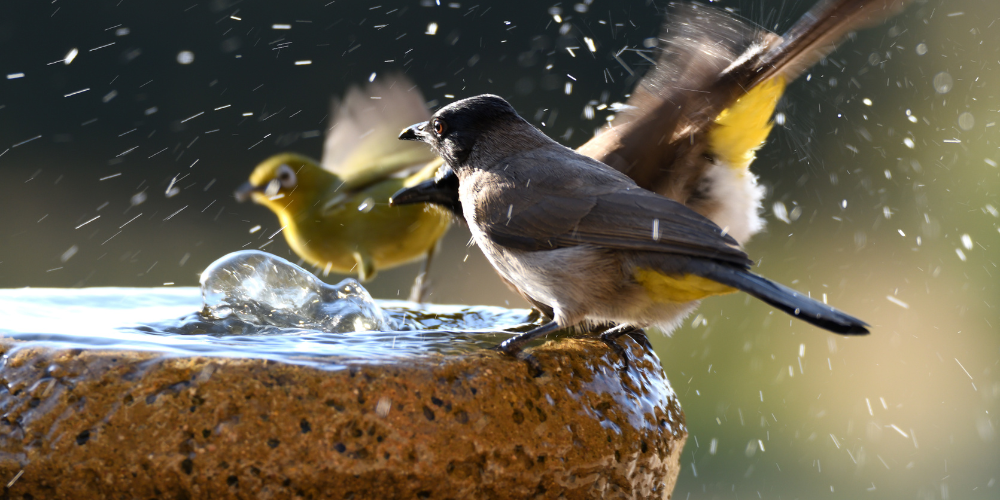 Primex Garden Center Glenside Pennsylvania Your July Garden To Do List Bird Bath