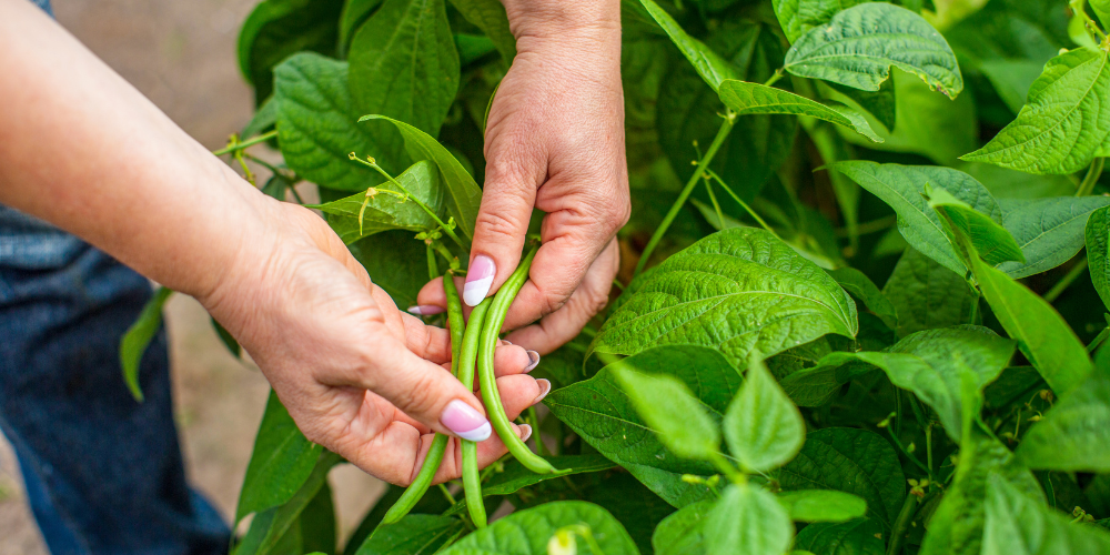 Primex Garden Center Glenside Pennsylvania Your July Garden To Do List Harvesting Beans