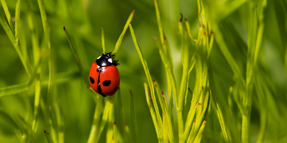 Primex Garden Center Glenside Pennsylvania Your July Garden To Do List Ladybug Garden