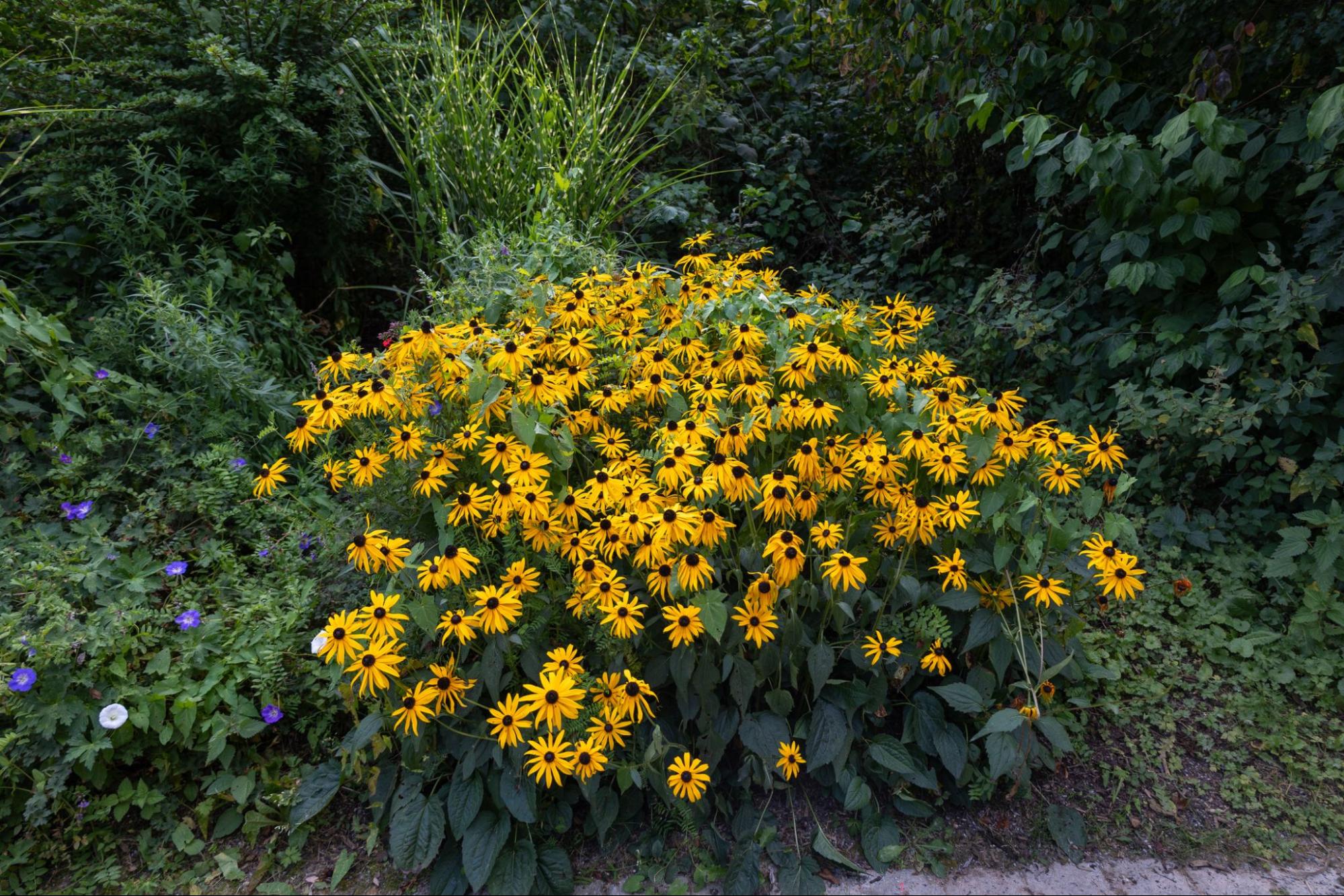 Primex Garden Center Glenside Pennsylvania Overgrown Perennial