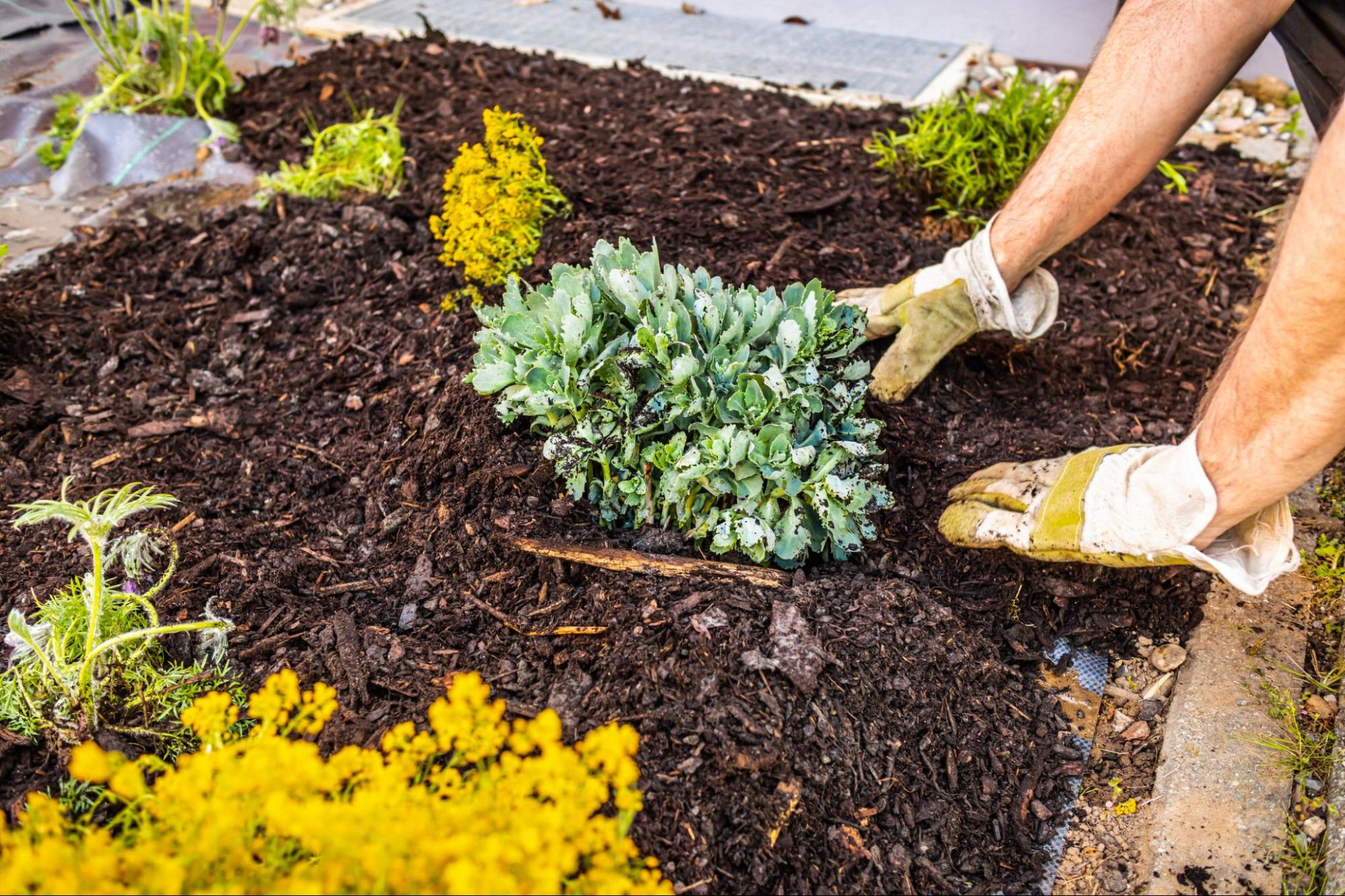 Primex Garden Center Glenside Pennsylvania Transplanting Perennials