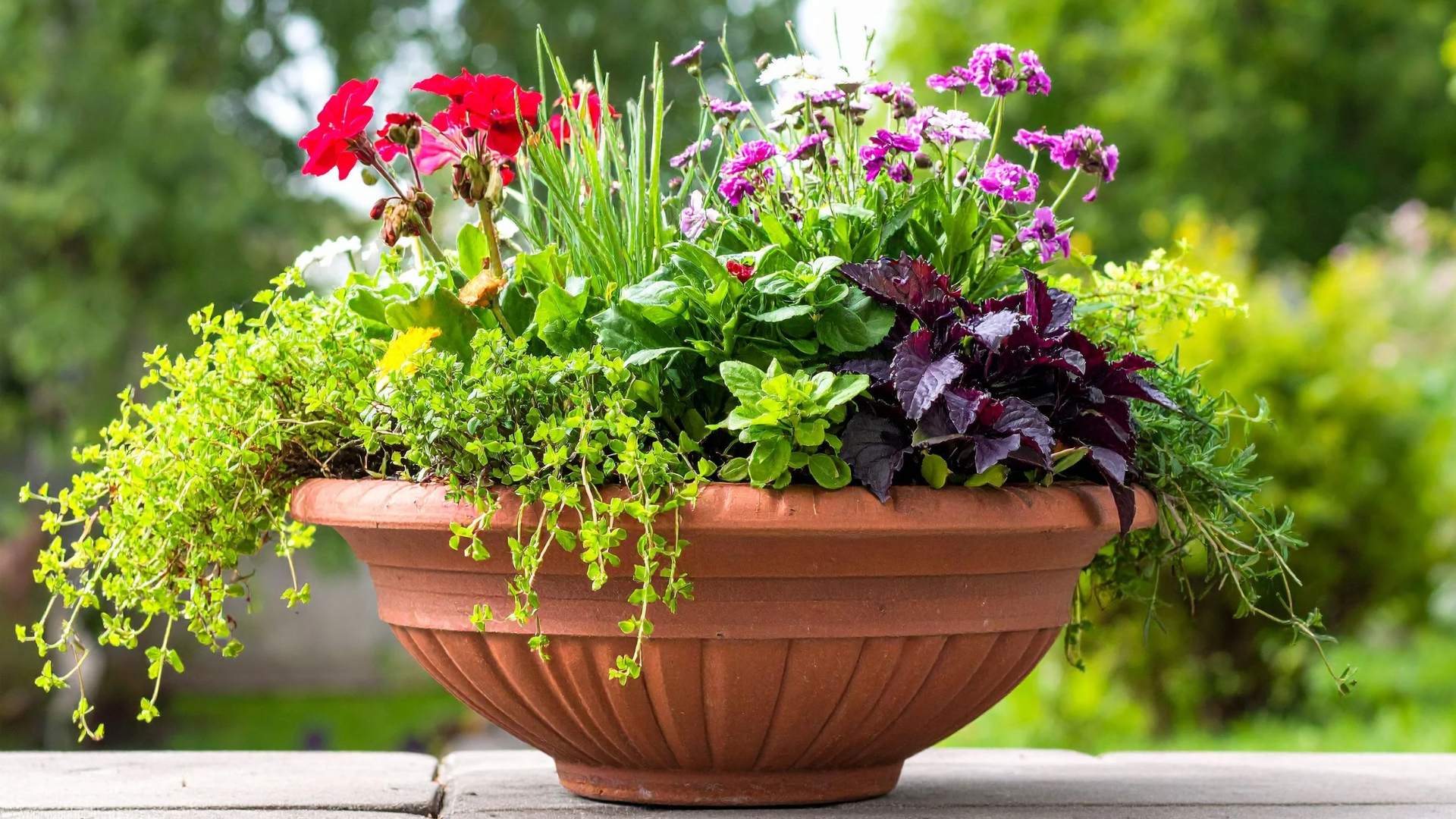 Primex Garden Center Glenside Pennsylvania Late Summer Flowers That Keep The Garden Going Annual Container