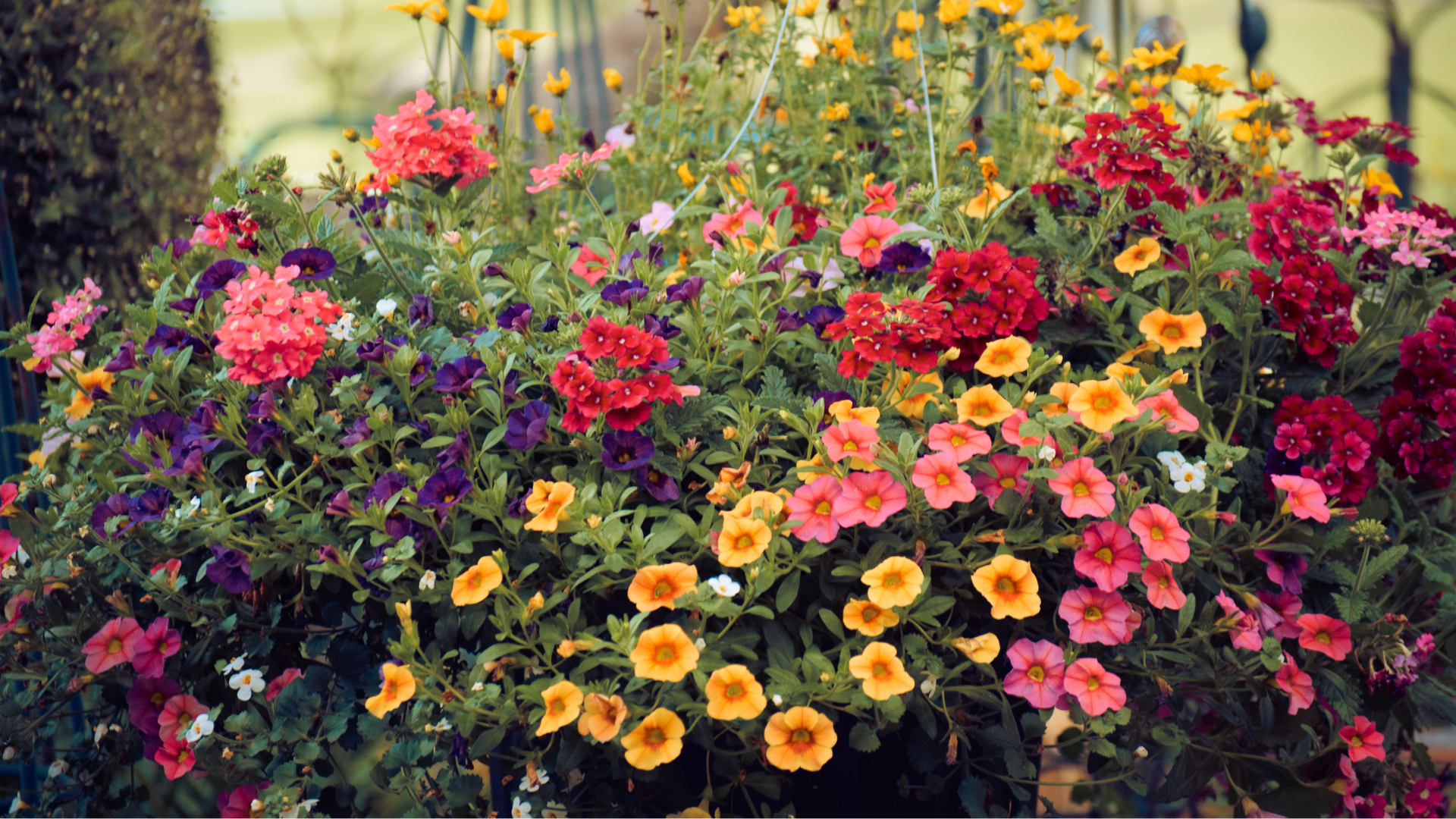 Primex Garden Center Glenside Pennsylvania Late Summer Flowers That Keep The Garden Going Annuals