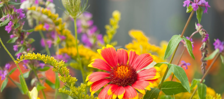 Blooming into the Fall: Flowers for the Late Summer Garden